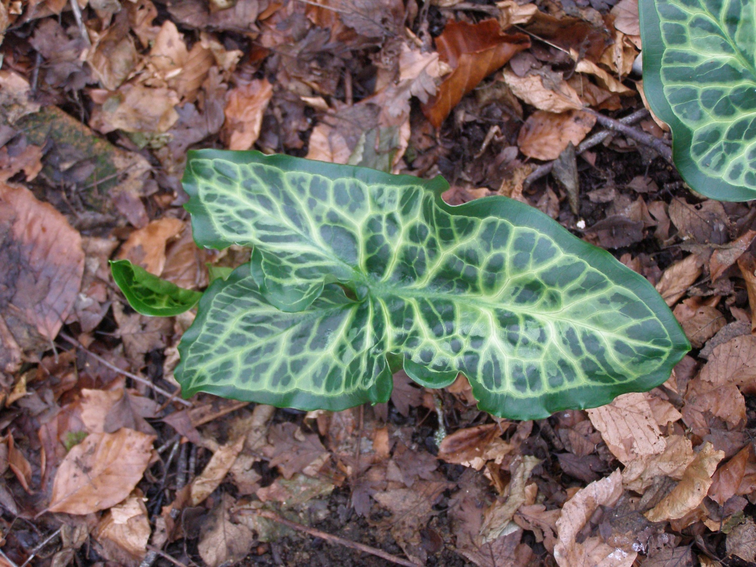 Arum italicum subsp. italicum 'Gold Rush'